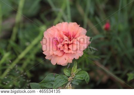 Portulaca Grandiflora Moss Or Eleven O'clock Or Mexican Rose Or Moss Rose Or Sun Rose Or Rock Rose, 