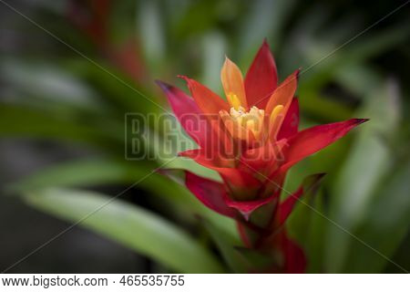 Close-up Of Orange Bromeliads Flower Blooming In The Tropical Garden On Green Leaves Background. (br