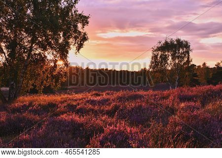 Sunset In The Blooming Heath. Westruper Heide Westrup Heath , Near Haltern Am See In Germany.