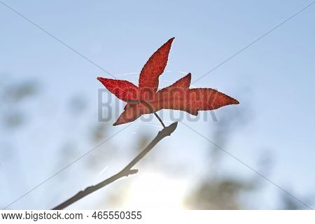 Leaves Of The Maple Tree Which Turned Red In Autumn With Blue Sky.