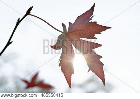 Leaves Of The Maple Tree Which Turned Red In Autumn With Blue Sky.
