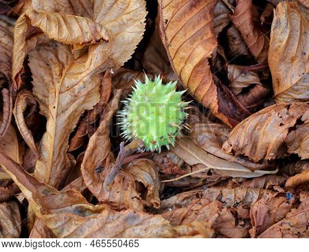 A Chestnut In Its Prickly Cover Lies On Dry Chestnut Leaves.