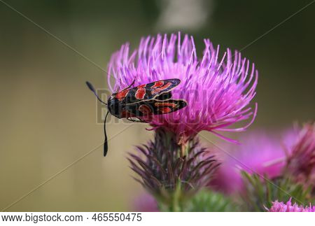 A Red Ram, Red Widder, Zygaena Indet On The Flower Of A Milk Thistle.