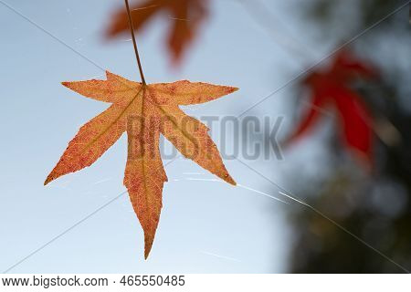 Leaves Of The Maple Tree Which Turned Orange And Red In Autumn.