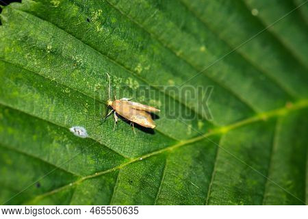 A Fruit Tree Rot Moth On A Leaf Of A Tree.