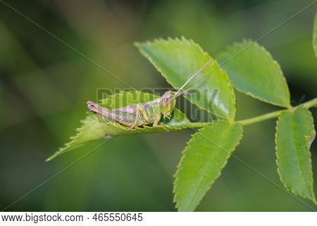A Common Grasshopper (pseudochorthippus Parallelus) On A Grass Branch.