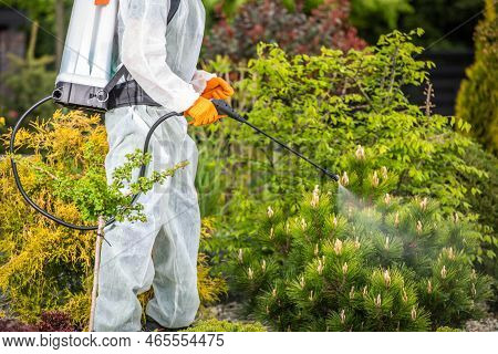 Professional Gardener In Safety Uniform Spraying Pesticides On Plants Using Pump Sprayer. Gardening 