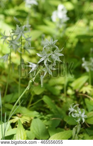 Drooping Star-of-bethlehem White Flowers In The Spring
