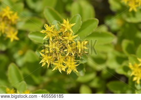 Orange Stonecrop Weihenstephaner Gold Flowers In The Garden