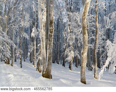 Fresh Snow In The Forest On The Mountain Ridge. Frozen And Snowy Trees. White Carpathians, Slovakia.
