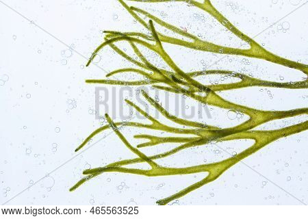 Codium Tomentosum Or Velvet Horn Or Spongeweed Green Seaweed Branch And Air Bubbles In The Water.