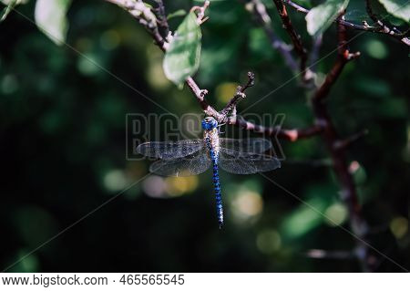 Vibrant Blue Dragonfly Perched On Branch. Prickly Shrubs,blue Dragonfly,summer,blue,dragonfly,branch