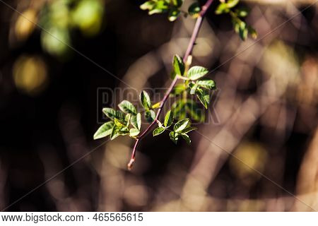 Close Up Of The Beginning Growth Of A Rose Bud Plant