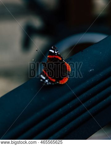 Close Up Photo Of A Red Admiral Butterfly