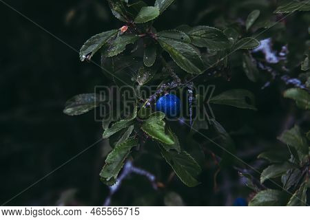 Singular Blueberry, Stunted In The Shade. 
With The Large Growth Of Blueberries Where The Shrubs Can