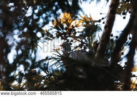 Pigeon Nestled In Between The Branches Of The Tree