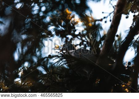 Pigeon Nestled In Between The Branches Of The Tree