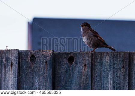 Small Bird Standing On Fence Panel. Blue Hour Of A Summers Day, One Of The Last Birds To Be Out And 
