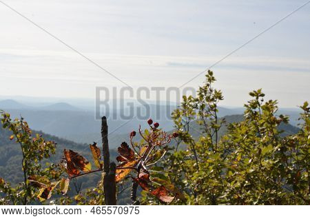 Pfaelzer Wald Palatinate Forest Summer Hills Beauty Background