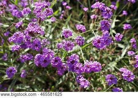 Violet Flowers Of Verbenaceae Verbena Rigida In The Garden. Summer And Spring Time