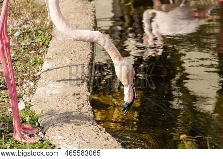 Flamingos Drink Water In Pond Closeup, Autumn