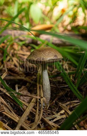 Leccinellum Pseudoscabrum Mushrooms In The Summer. Mushrooms Growing In The Forest