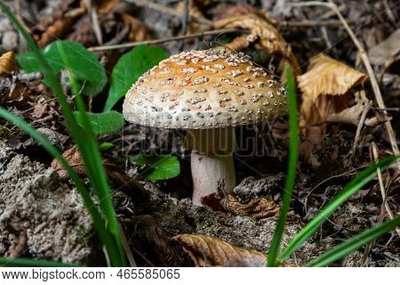 This Mushroom Is An Amanita Rubescens And It Grows In The Forest