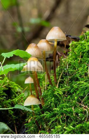 Clustered Bonnet Mycena Inclinata Growing On A Mossy Stump