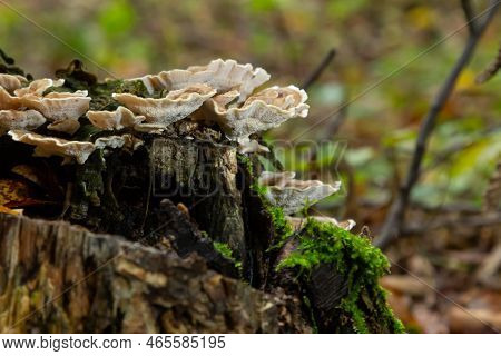 Anise Mazegill, A Brown Rot Fungus, Gloeophyllum Odoratum