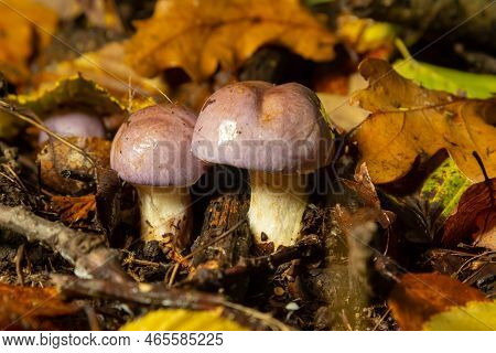 Small Gassy Webcap, Cortinarius Traganus, Poisonous Mushrooms In Forest Close-up, Selective Focus, S