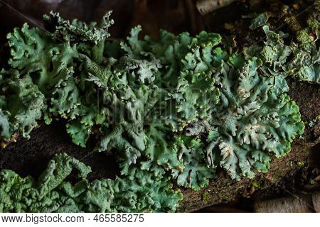 Lichen - Parmotrema Reticulatum Growing On Fallen Log