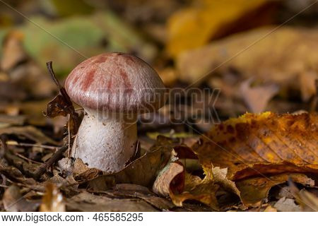 Small Gassy Webcap, Cortinarius Traganus, Poisonous Mushrooms In Forest Close-up, Selective Focus, S