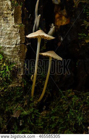 Mushroom Mycena Galopus Grows On Green Moss In The Forest