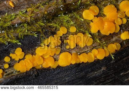 Very Small Fungus Yellow Fairy Cups Or Lemon Discos, Bisporella Citrina, On Old Wet Wood Macro Textu