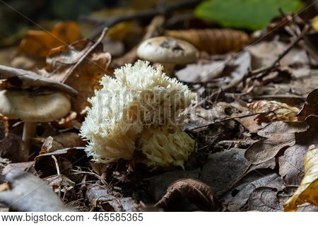 White Coral, Ramariopsis Kunzei Growing In Wet Environment