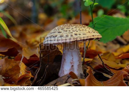 This Mushroom Is An Amanita Rubescens And It Grows In The Forest