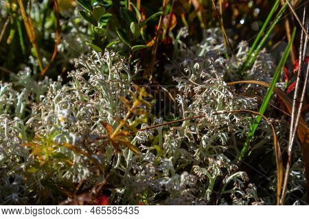 Hypogymnia Physodes Monk's-hood Lichen Lichen On Tree Branch In Forest Closeup Selective Focus