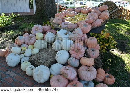 Plenty Of Pale Pumpkins In The Garden Somewhere In Texas