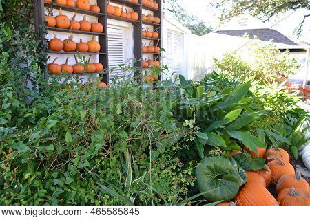 Flowers And Wall Of Pumpkins In The Orchard