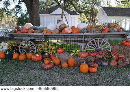 Pumpkins Decoration With An Old Carrier In The Garden Of Old Property