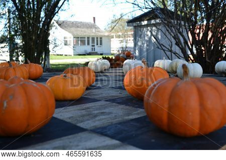 The Opponents Of White Counters - The Orange\'s Pumpkins
