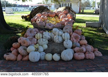 White And Pale Orange Pumpkins In The Garden