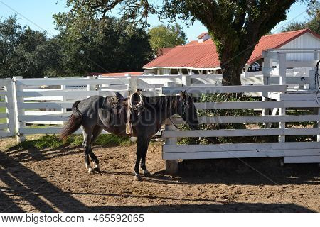 Pretty Brown Horse With The Saddle On The Ground