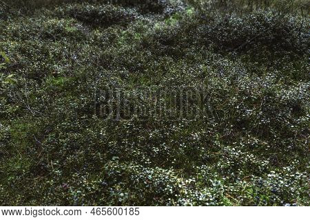 View Of Thickets Of Bilberry (vaccinium Myrtillus) On The Ground Of A Conifer Taiga Forest; Bushes F