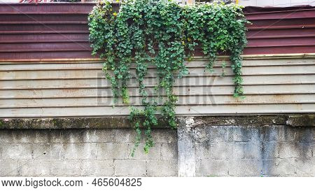 Wild Plant Live On The Rusty Corrugated Metal Plate Wall.
