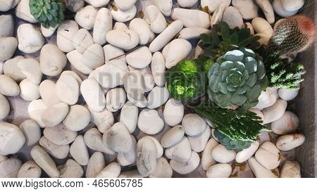 Succulents In Combination With Several Types Are Arranged To Be Additional Decorations In Dry Garden