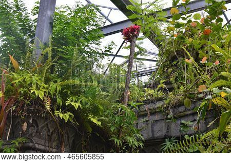 Many Different Plants On Stone Structure In Greenhouse