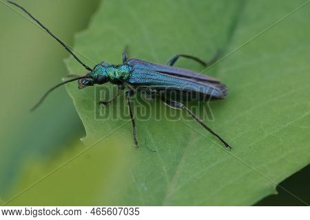 Natural Closeup Of The Iridescent Metallic Green Colored False Oil Or Thick-legged Flower Beetle, Oe