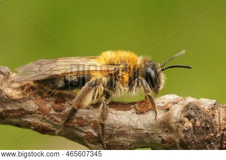 Detailed Closeup On A Female Grey Gastered Mining Bee, Andrena Tibialis Sitting On Wood