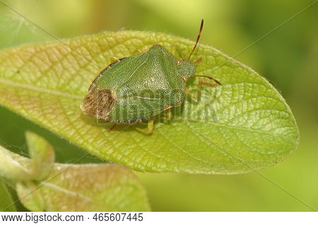 Detailed Closeup On The Green Shieldbug, Palomena Prasina Sitting On A Green Leaf